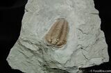 / Inch Prone Flexicalymene Trilobite #491-3